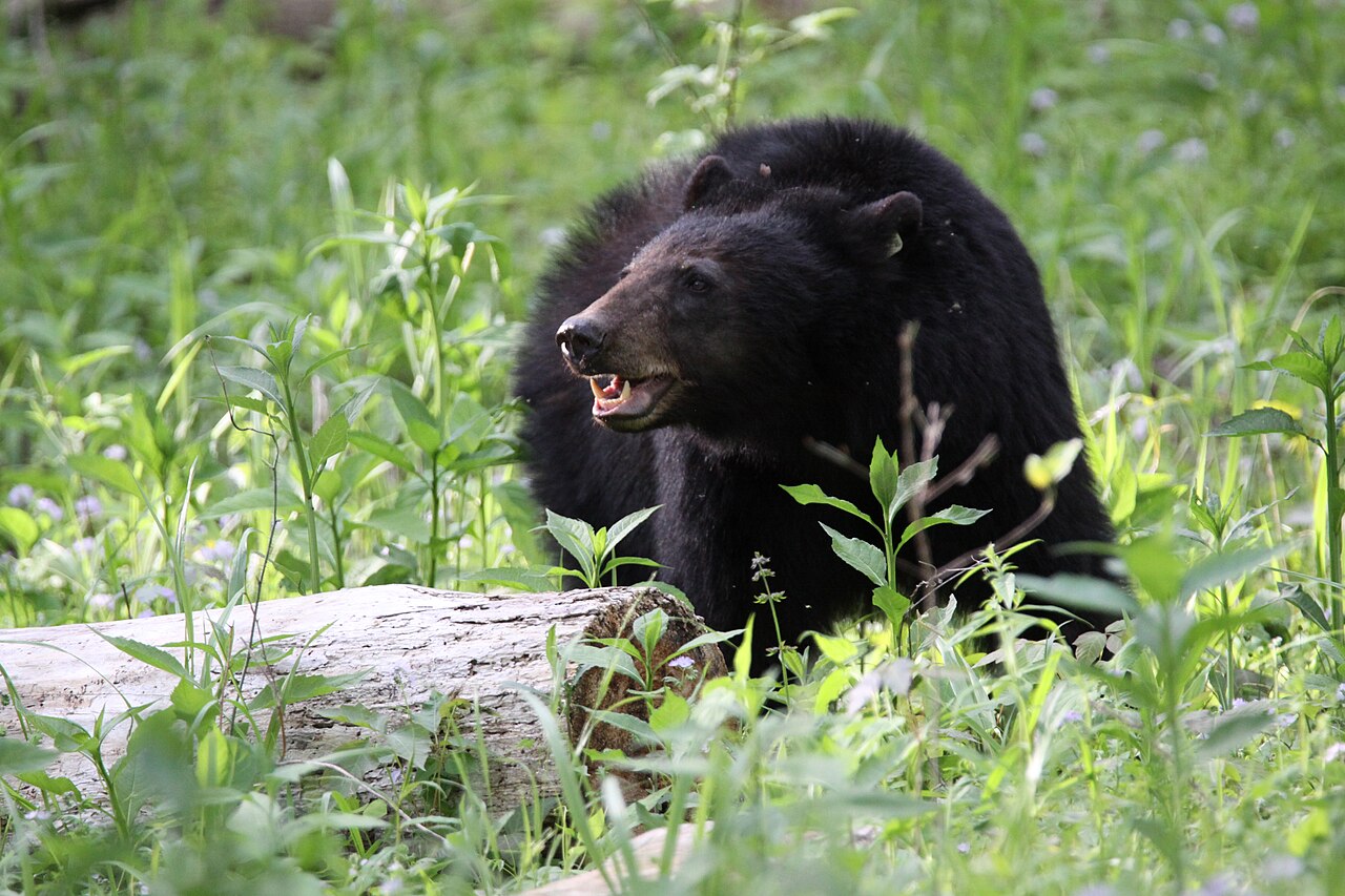 Black bear in Great Smoky Mountains National Park