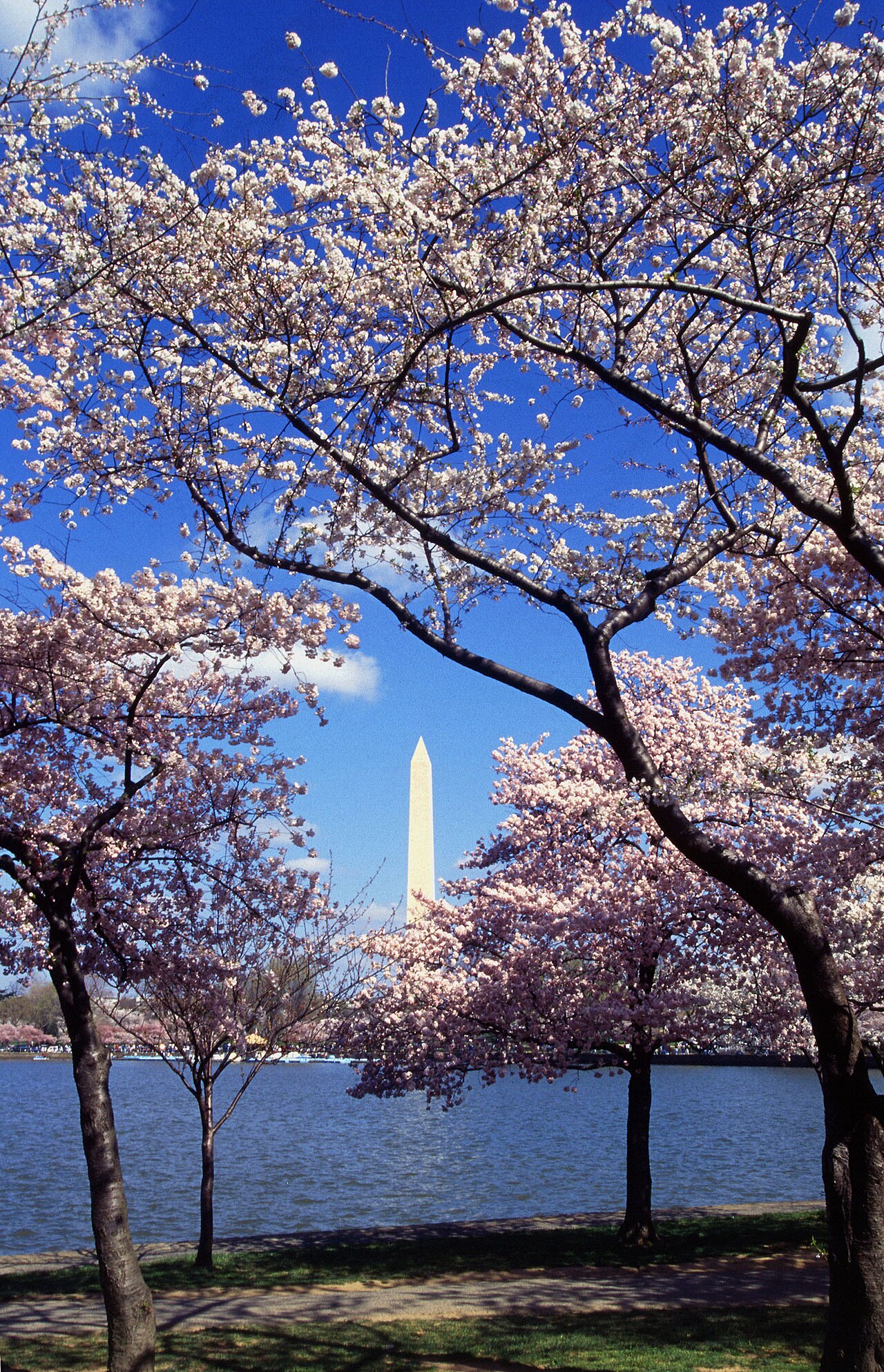 Cherry trees in bloom around the Tidal Basin with the Washington Monument, the best time of year to visit Washington DC for blossoms