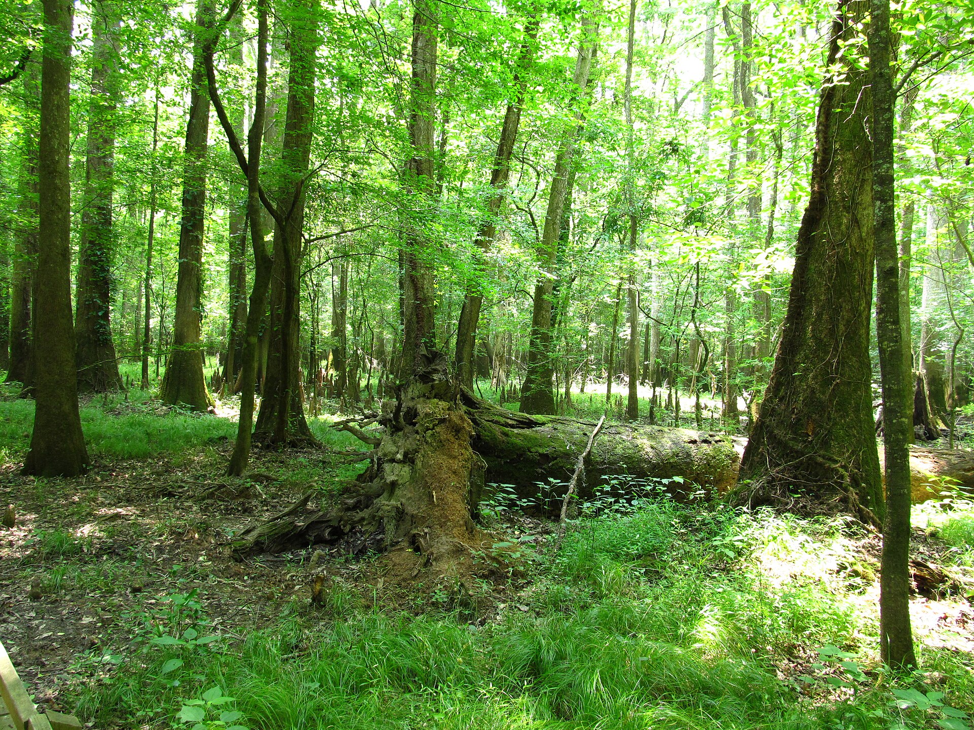 Boardwalk Trail through old-growth bottomland forest in Congaree National Park, South Carolina
