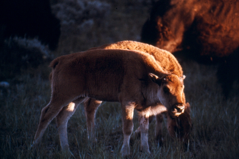 Bison calf in a herd, a common wildlife sighting in Grand Teton National Park