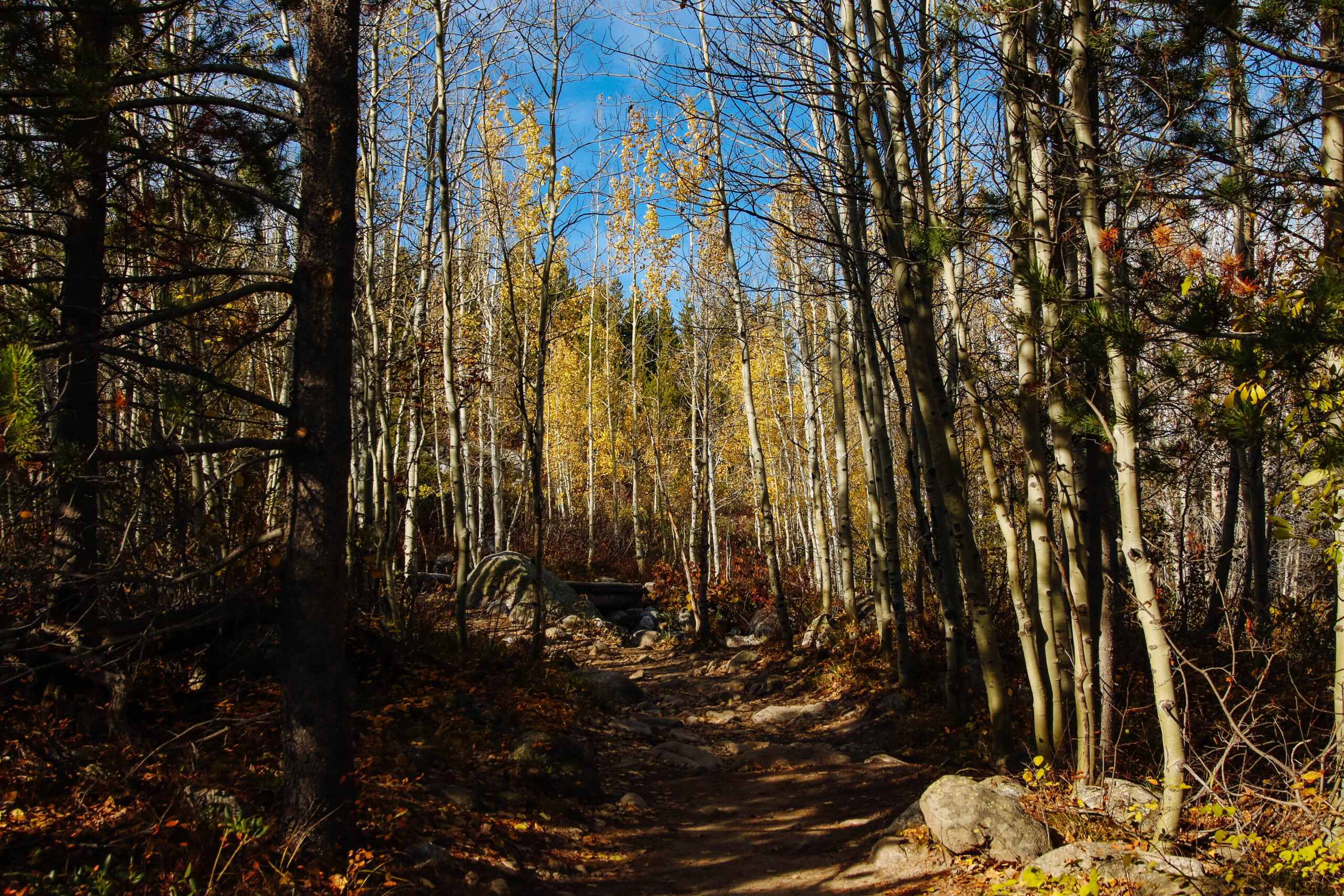 Golden aspens along the Taggart Lake Trail, one of the best places to see Grand Teton fall colors