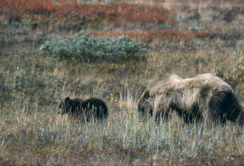 Grizzly bear sow and cub in a meadow, part of Grand Teton wildlife