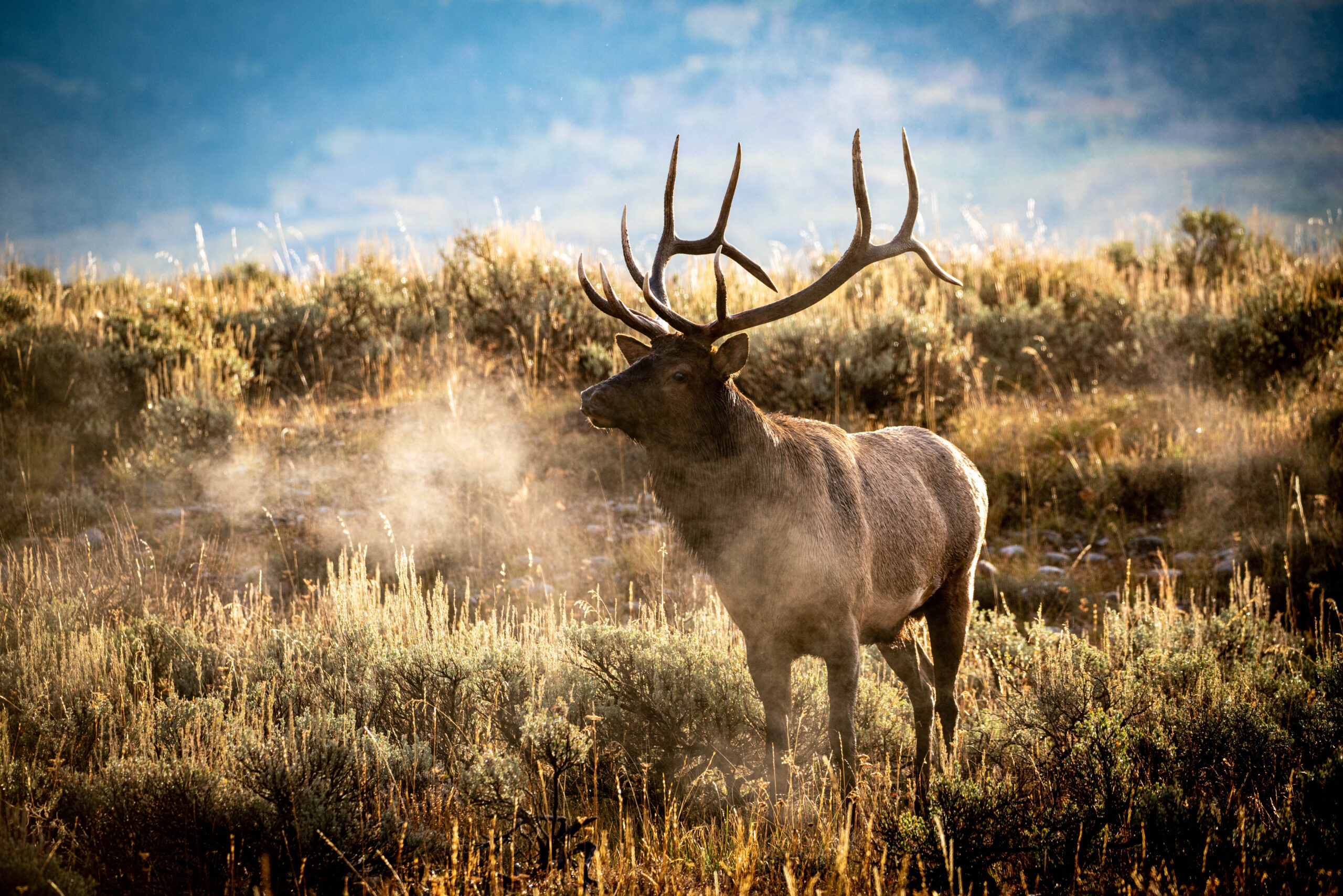Bull elk breathing fog on a cold morning in the sagebrush, Grand Teton wildlife in September during the elk rut