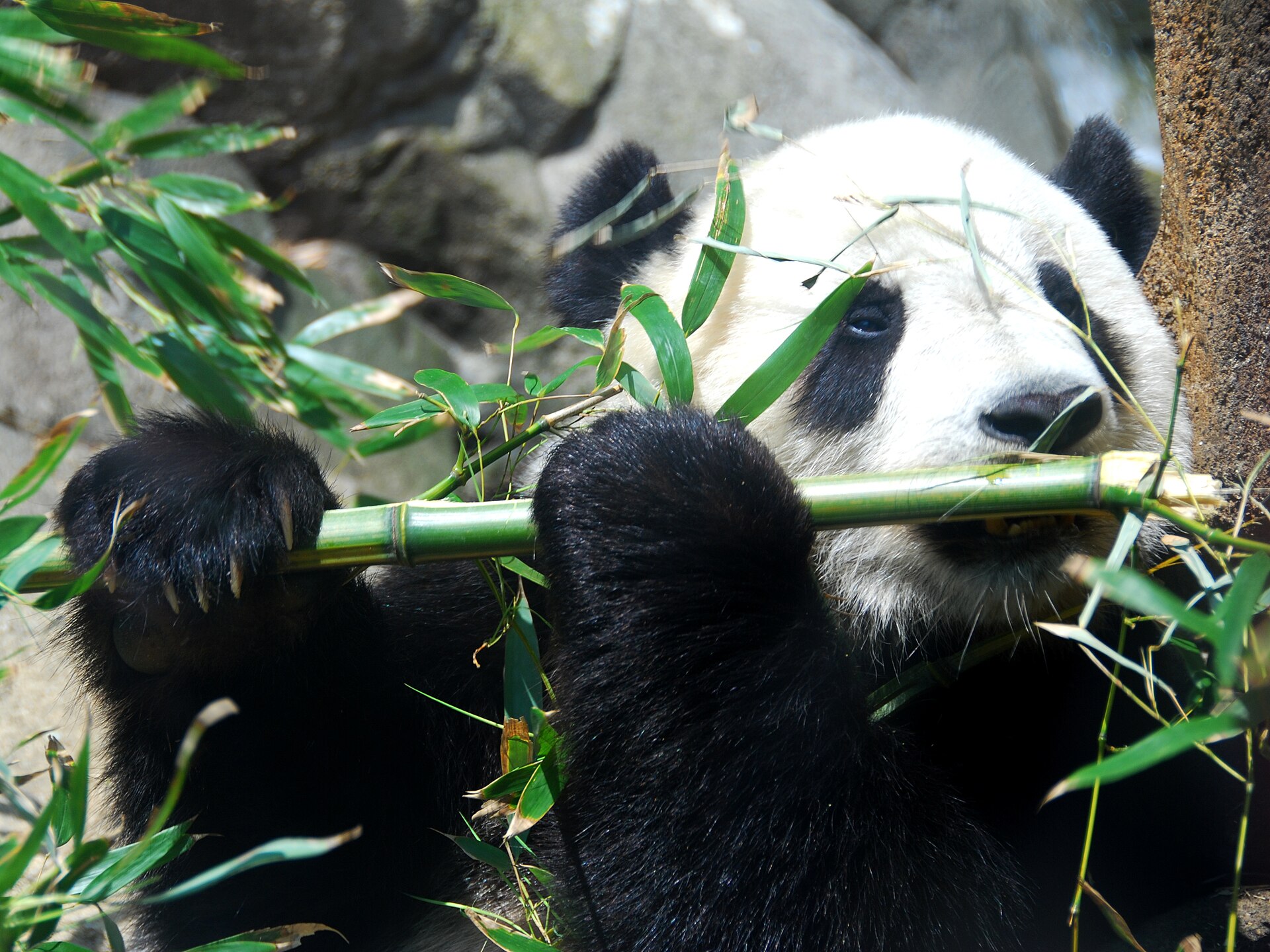 Giant panda eating bamboo at the Smithsonian's National Zoo in Washington DC