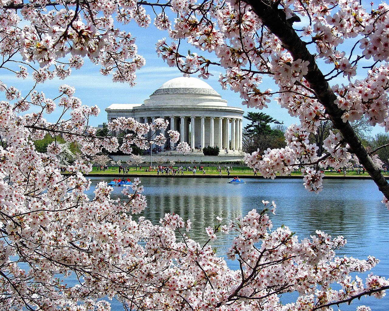 Jefferson Memorial framed by pink cherry blossoms across the Tidal Basin in spring