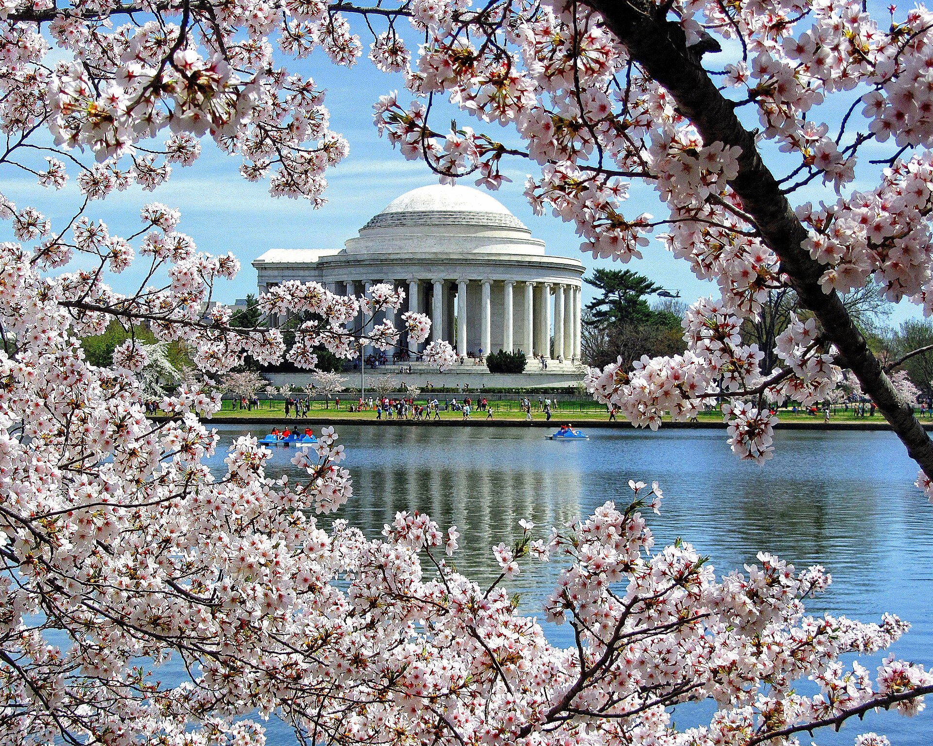 Cherry blossoms in bloom around the Tidal Basin with the Jefferson Memorial in Washington DC in spring