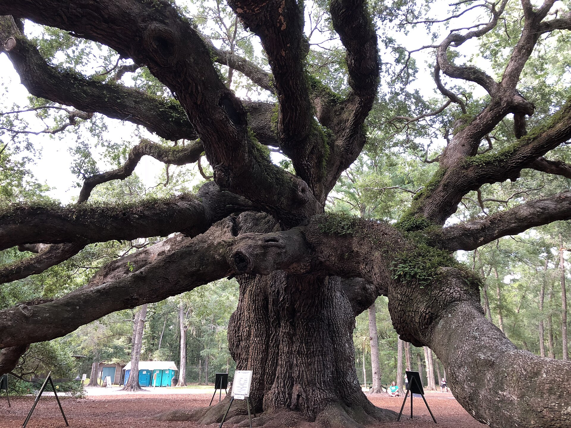 Angel Oak, a giant live oak on Johns Island and one of the best free things to do in South Carolina