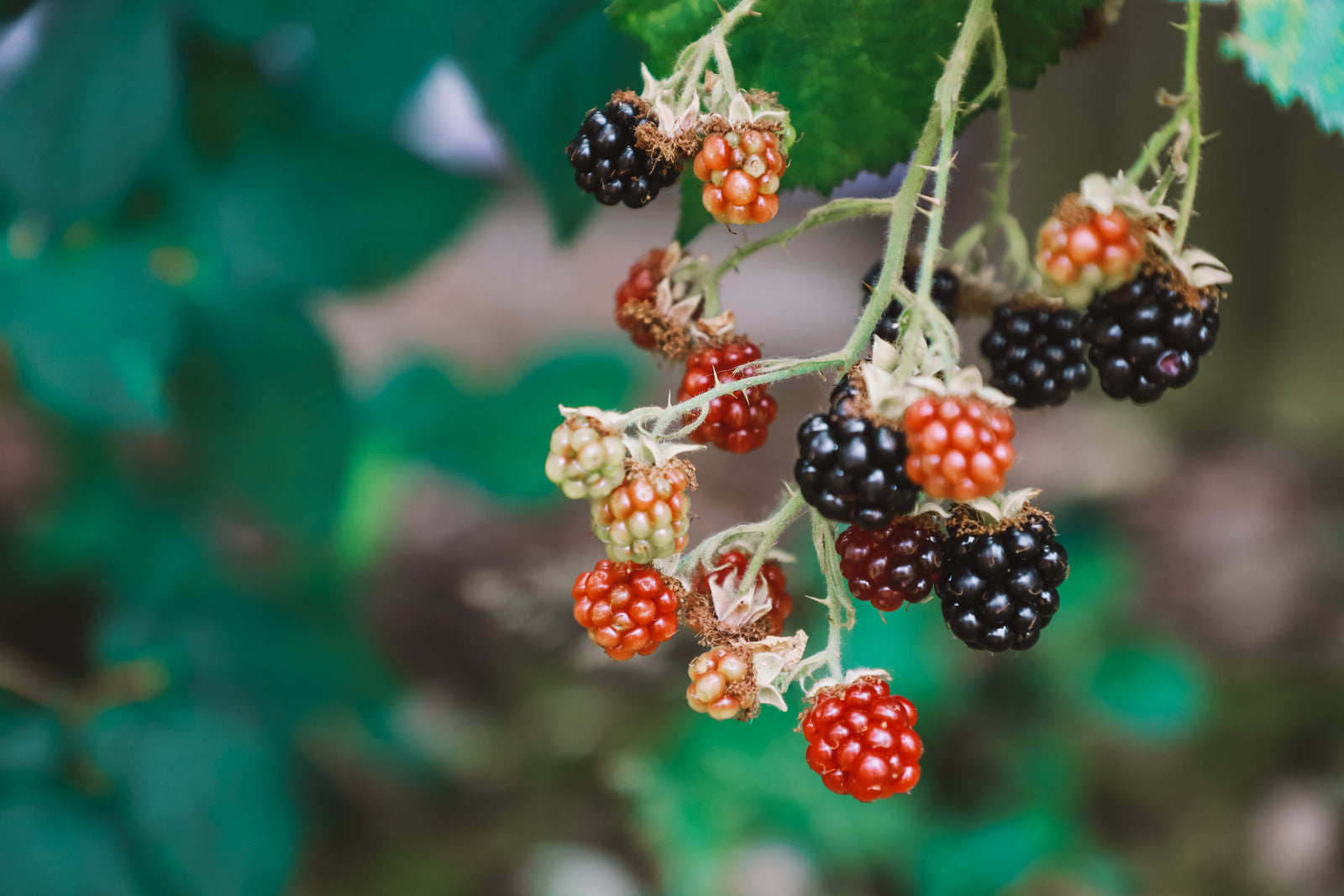 Red and black wild bramble berries growing on the bush