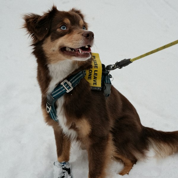 Brown dog wearing boots in the snow