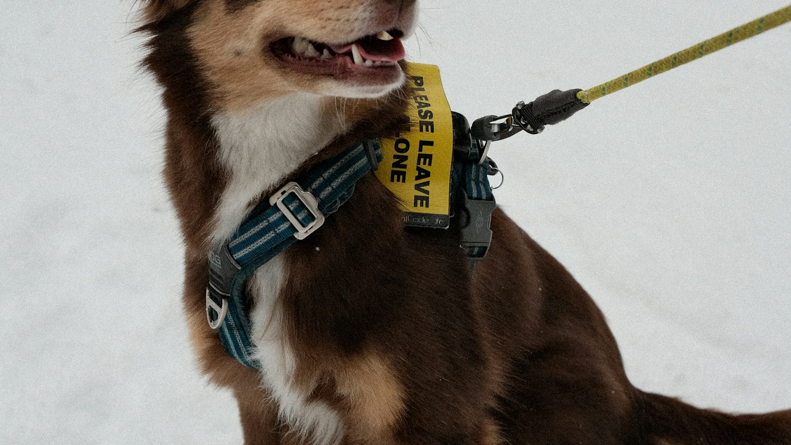 Brown dog wearing dog boots and a vest outdoors in snow