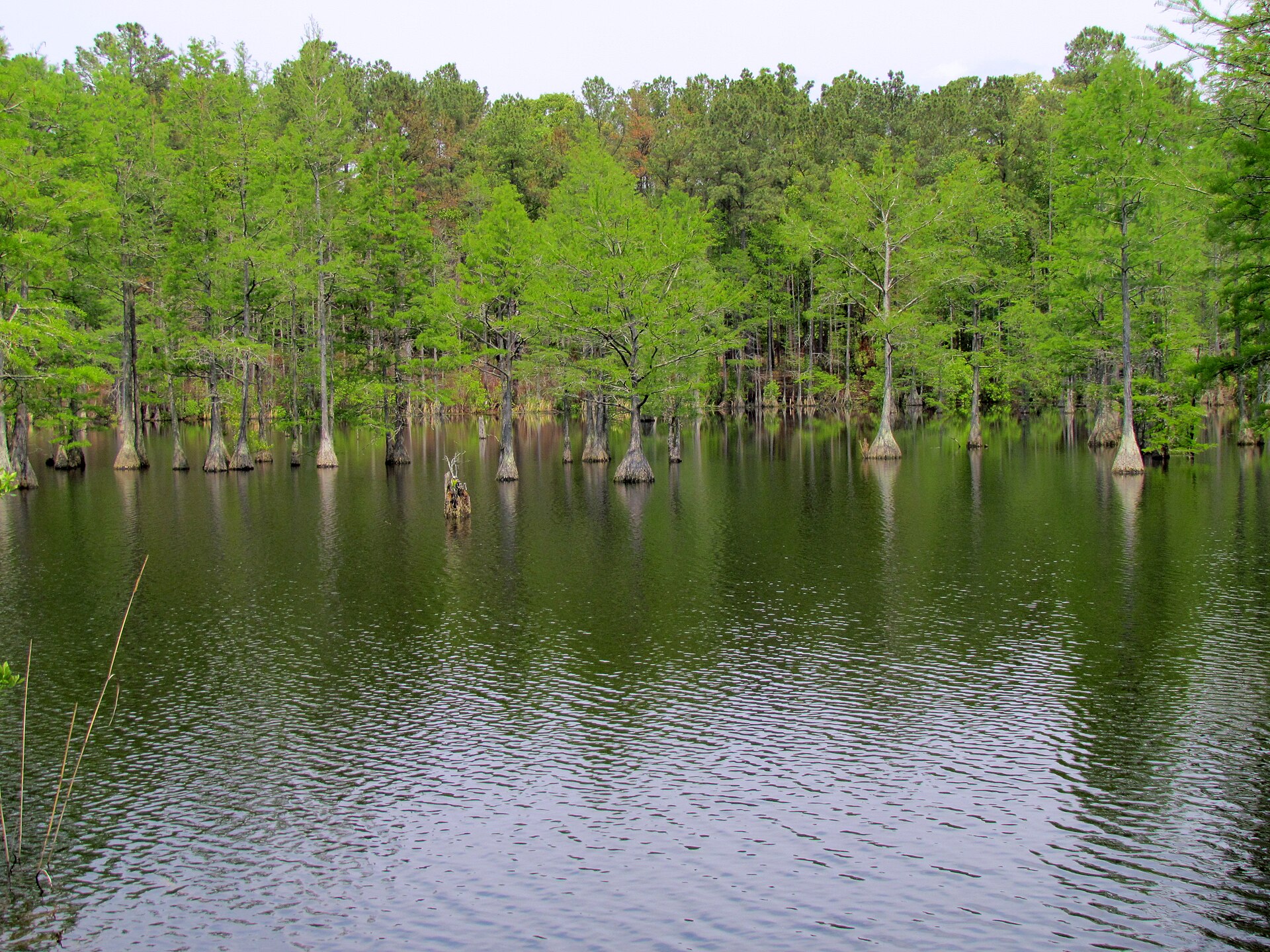 Historic Long Valley Farm at Carvers Creek State Park near Fayetteville NC, a good spring and fall hike