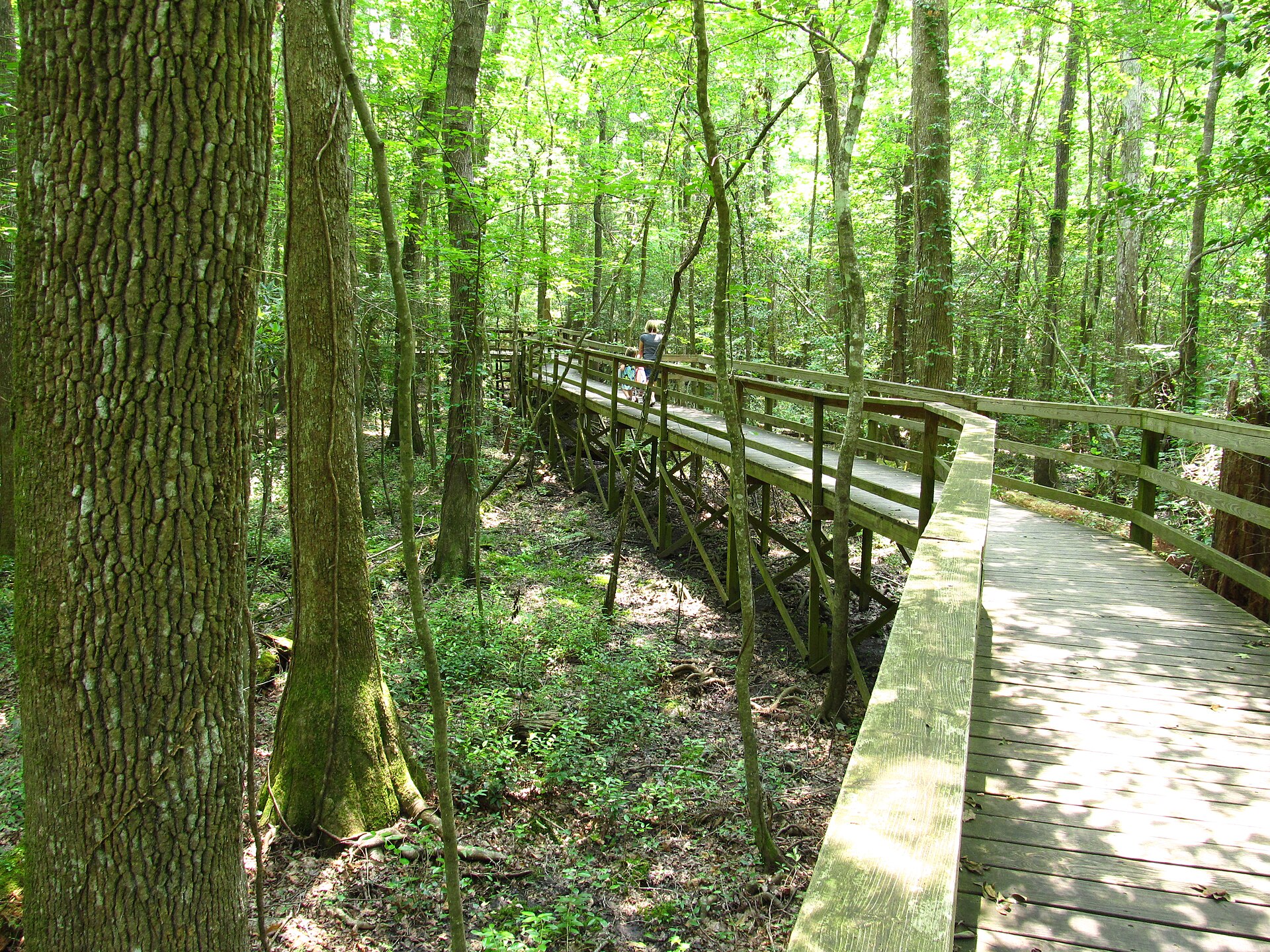 Boardwalk trail through the old-growth forest of Congaree National Park, which has no entrance fee