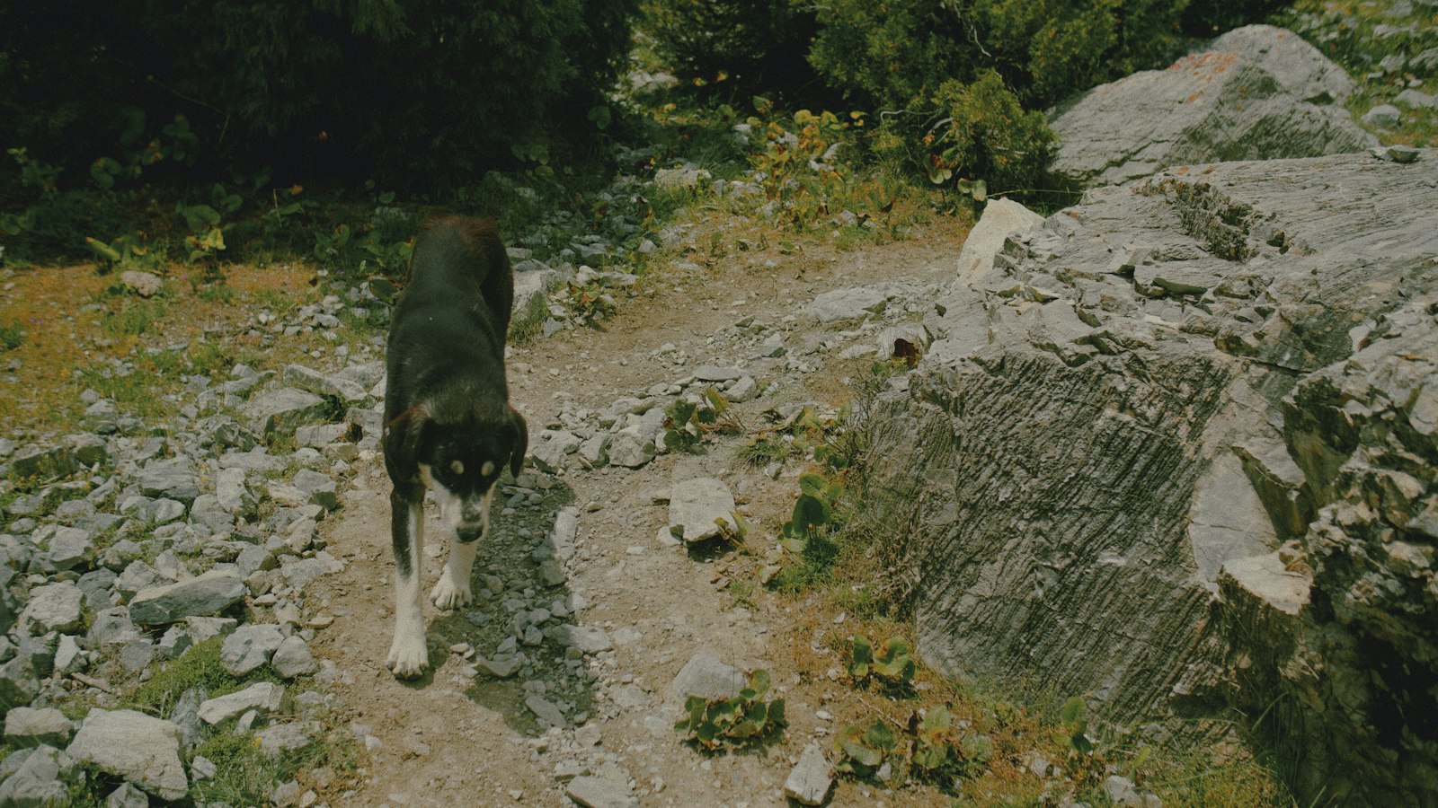 Black and white dog walking on a rocky mountain trail