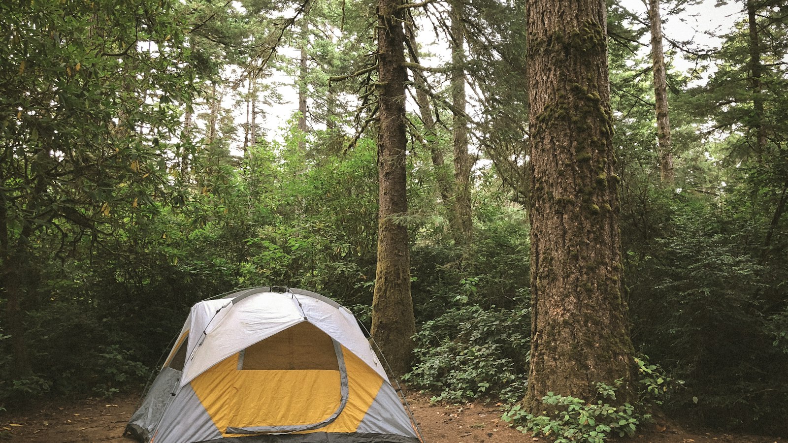 Gray and yellow dome tent in a rainy forest in Oregon