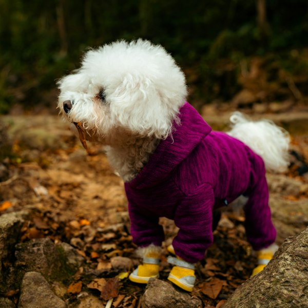 Fluffy white dog wearing bright yellow dog boots outdoors