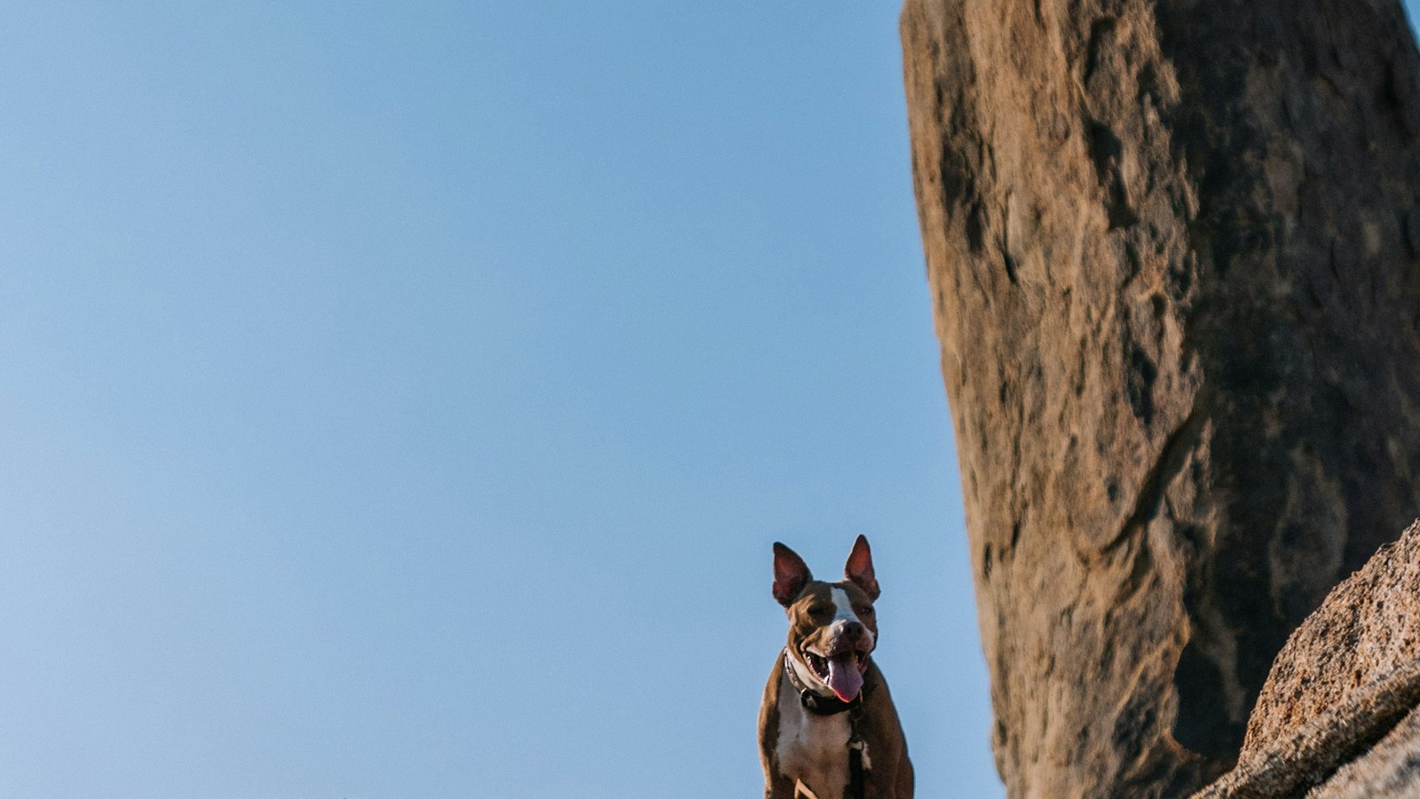 Short-coated grey dog standing on a large rock outdoors