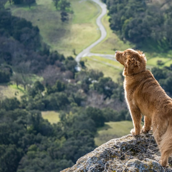 Brown dog standing on a rocky cliff during a hike