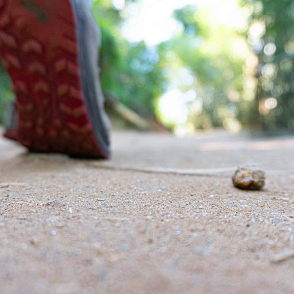 Hiking shoe stepping on a dirt forest trail