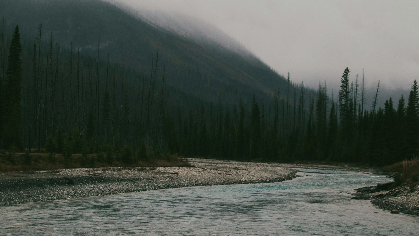 Braided mountain river with gravel banks and conifer forest in Banff
