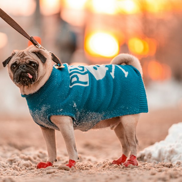 Small pug wearing red dog shoes