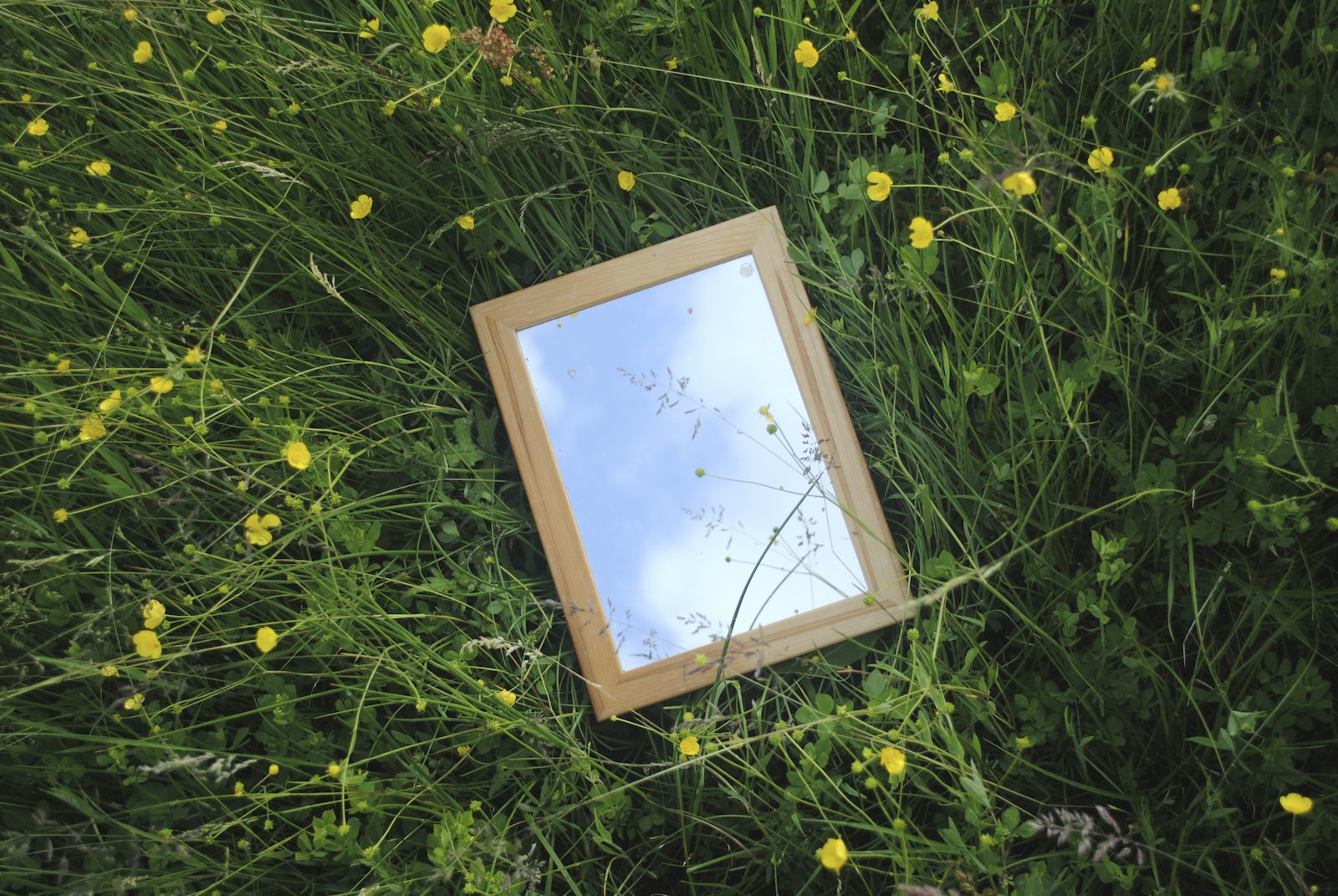 A small mirror reflecting the sky in a meadow of flowers