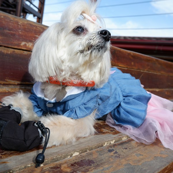 Small white dog wearing black dog boots on a wooden bench