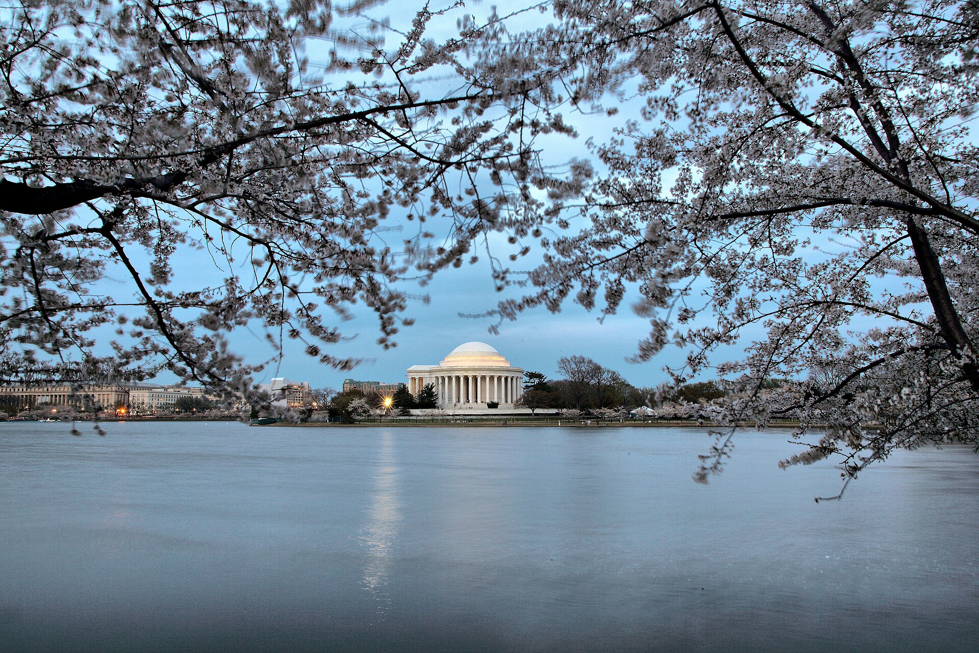 Tidal Basin cherry blossoms in soft evening light in Washington DC
