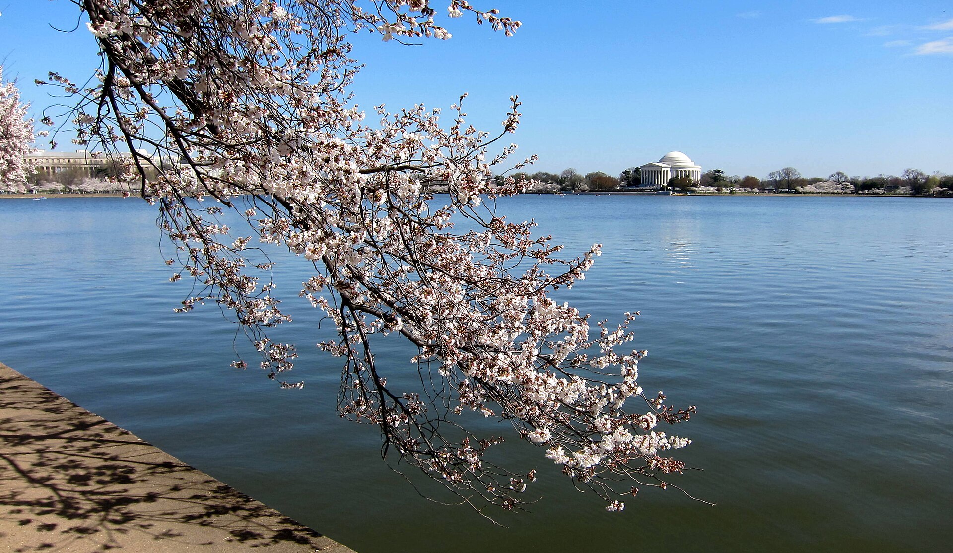 Peak bloom cherry blossoms lining the Tidal Basin walkway in Washington DC