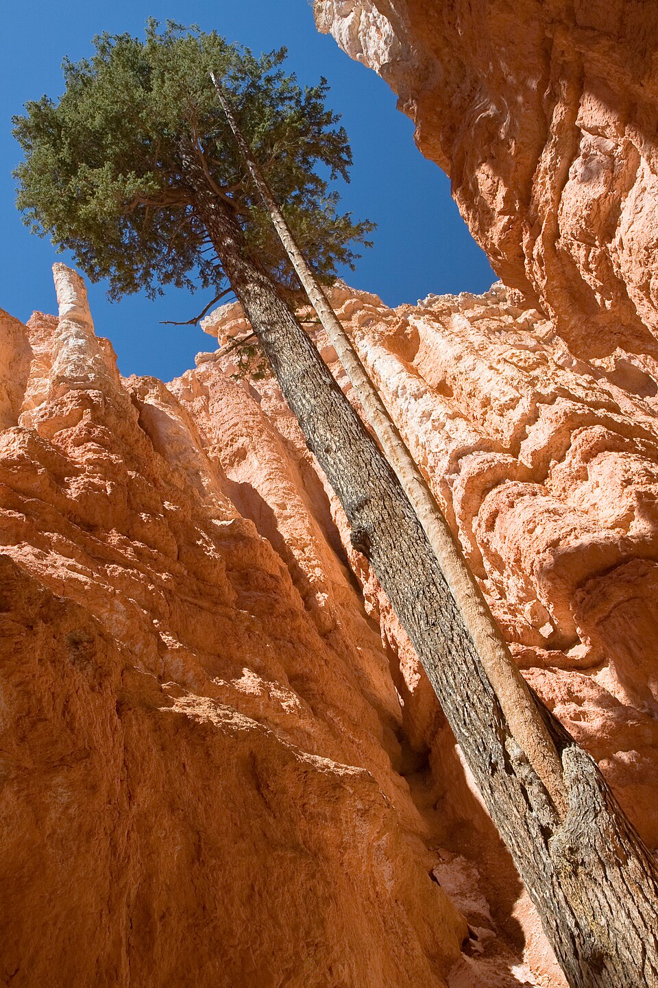 Douglas fir tree growing between the rock walls of Wall Street on the Navajo Loop Trail