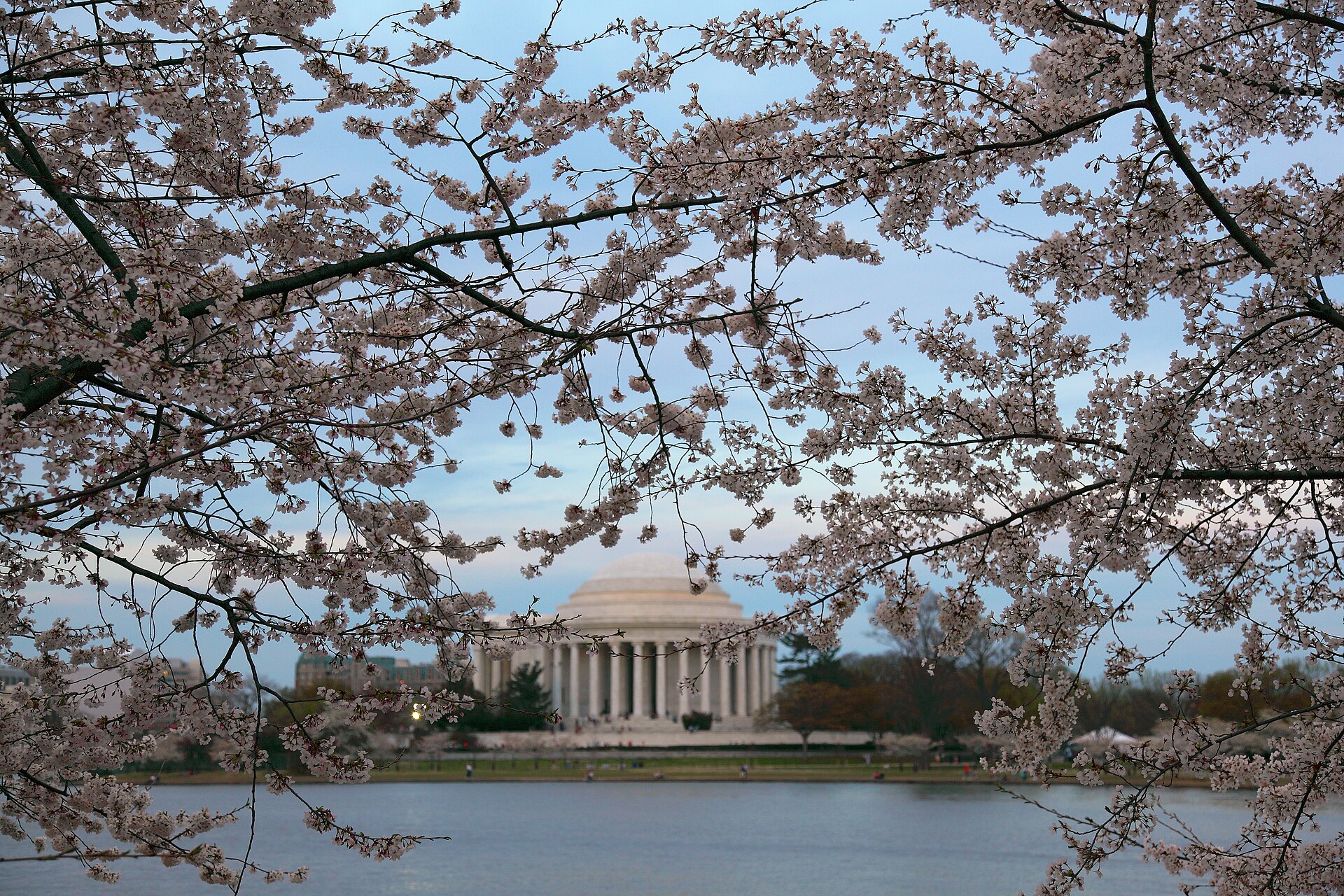 Rows of blooming cherry trees during Washington DC cherry blossom season
