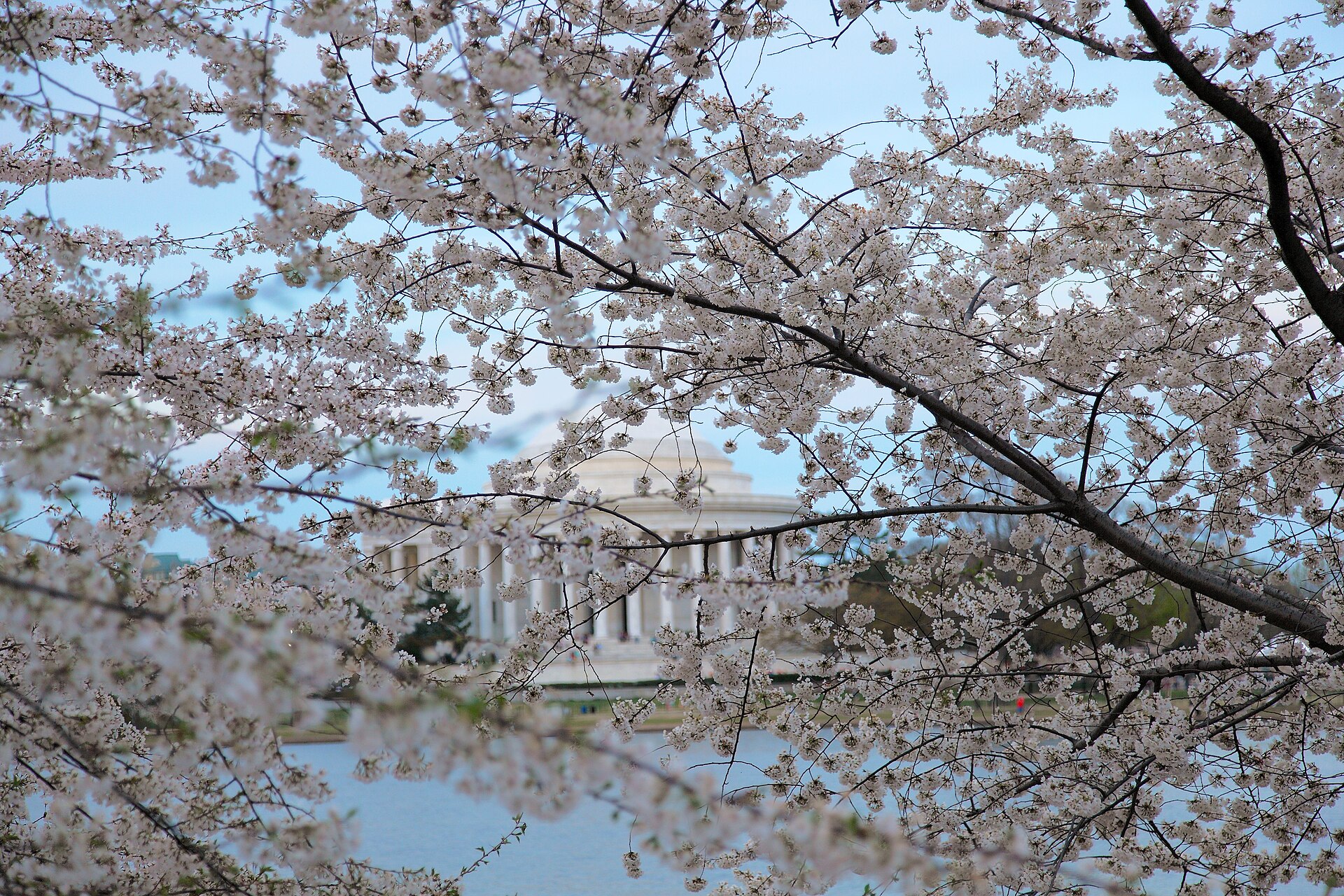 Washington DC cherry blossoms framing the Jefferson Memorial across the Tidal Basin