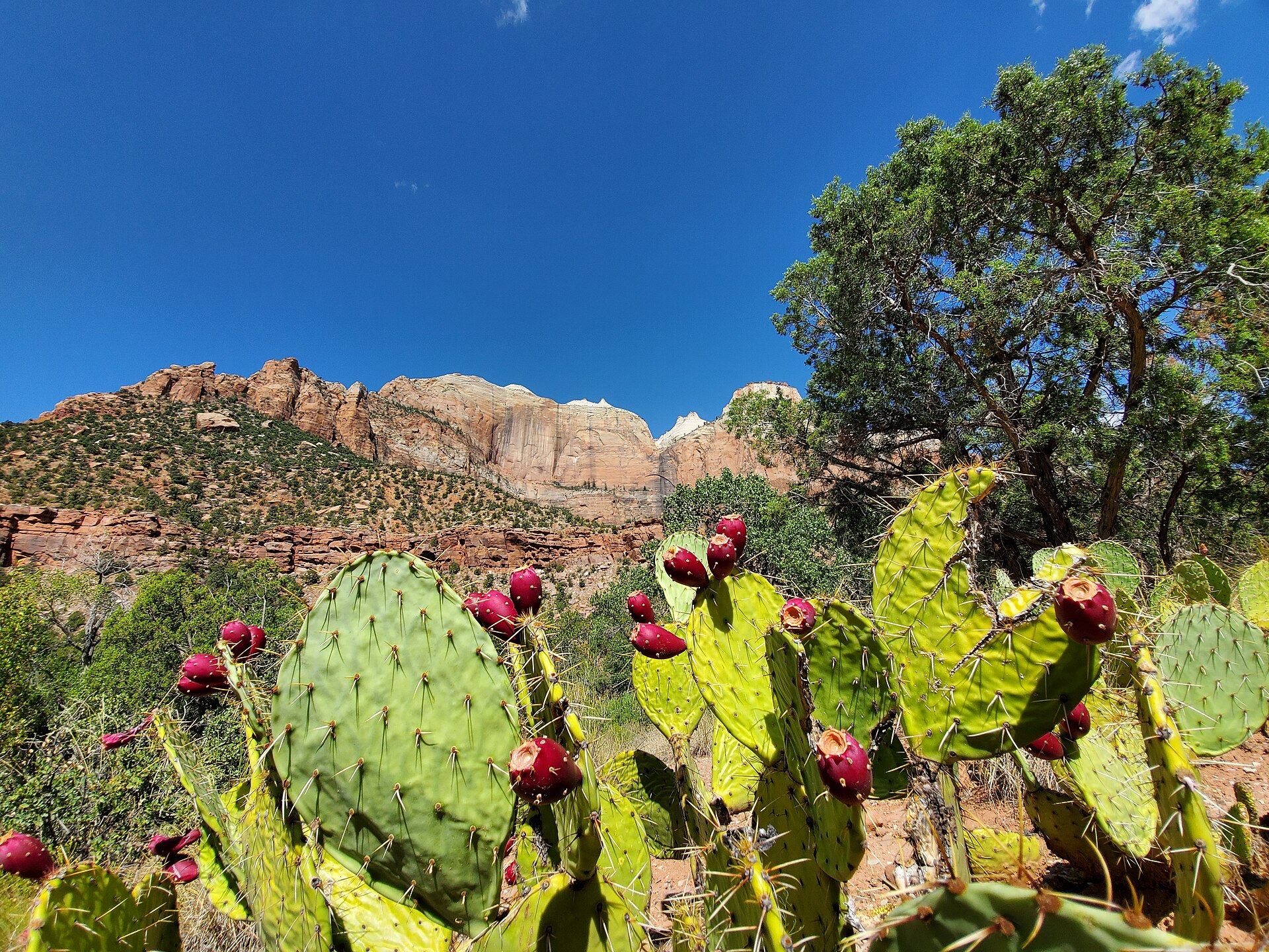 Zion National Park with kids: the paved Pa'rus Trail winding through Zion Canyon